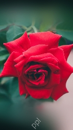 Naresh