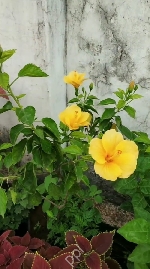 NARALA SWETHU KUMAR 