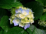 Maheshwari korati